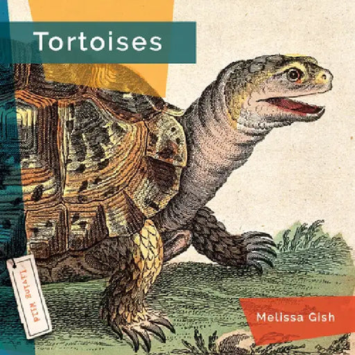 Tortoises by Melissa Gish