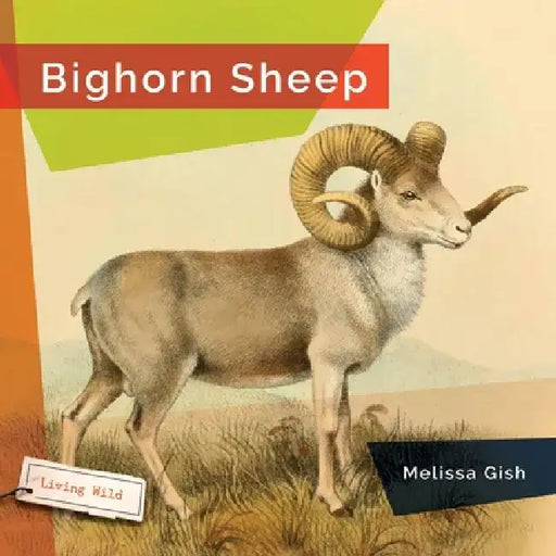 Bighorn Sheep by Melissa Gish