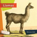 Llamas by Melissa Gish