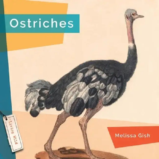 Ostriches by Melissa Gish