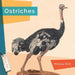 Ostriches by Melissa Gish