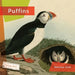 Puffins by Melissa Gish