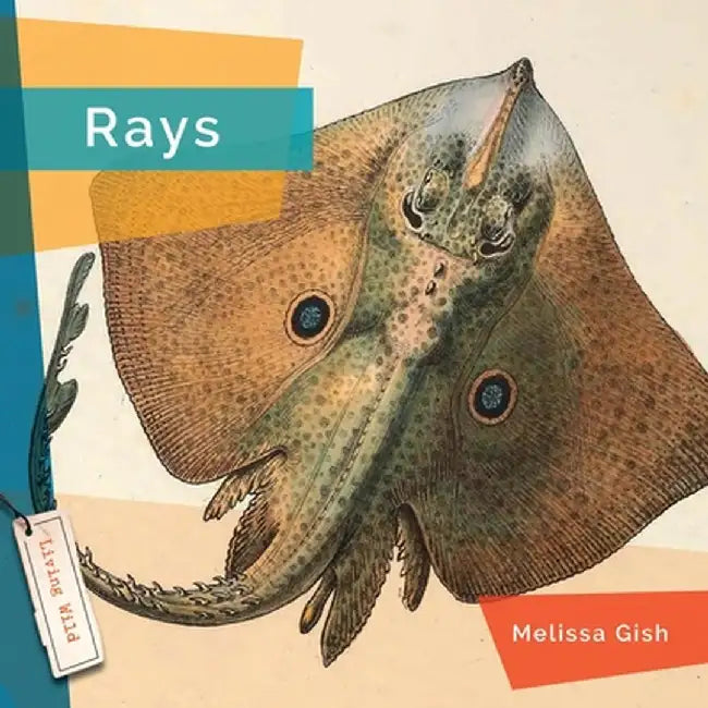 Rays by Melissa Gish