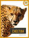 Cheetah by Laura Salas