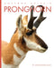 Pronghorn by Christopher Bahn