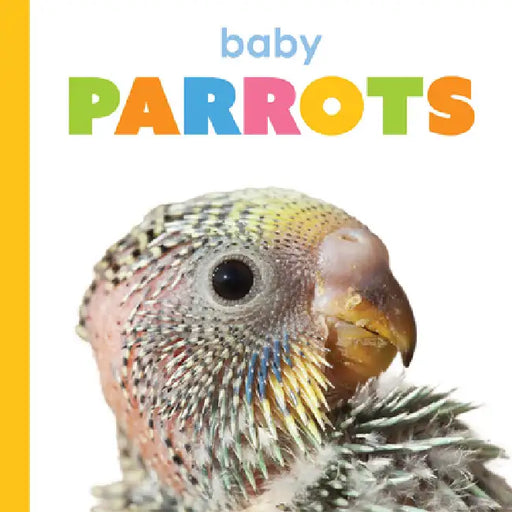 Baby Parrots by Kim Thompson