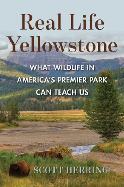 Real Life Yellowstone: What Wildlife in America's Premier Park Can Teach Us by Scott Herring