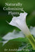Naturally Colonising Plants by Anubhuti