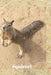 Squirrel by Lisa Bird