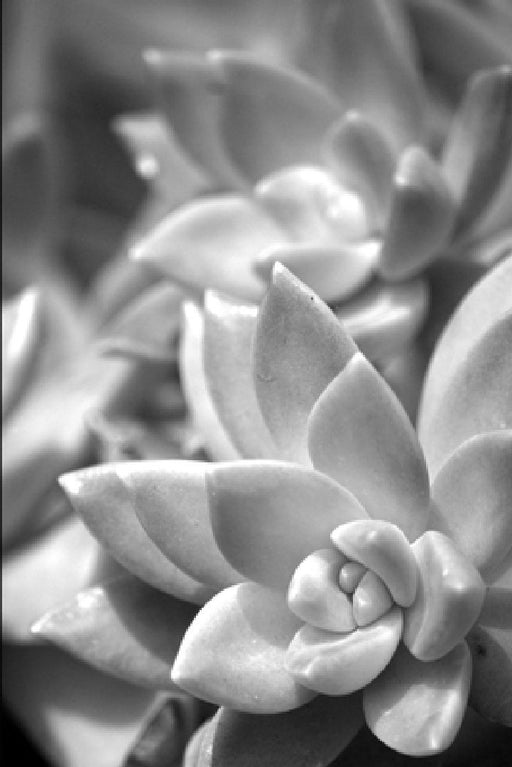 Betrayal by Evonda Michelle