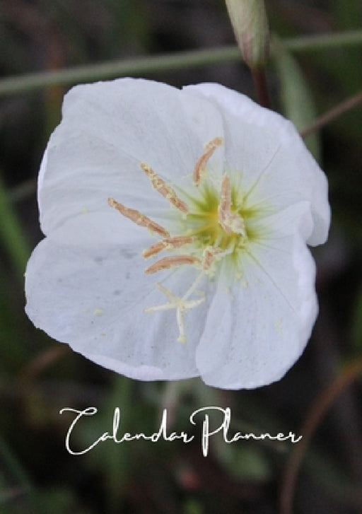 Monday Morning - A 2022, 12 month + Weekly Planner by Terra Bryant