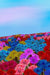 Mindbook: Oh my bottle flower field by Dawn Avalon