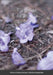 Ramas de Jacaranda quebradas by Valeria Coloiera Harlay