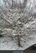 The Learning Tree by Kevin Levellie