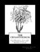 The Crysanthemum: Its History, Culture, Classification and Nomenclature by Roger Chambers