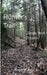 A Hunter's Trail--Steps Well Chosen by Roger a. Page