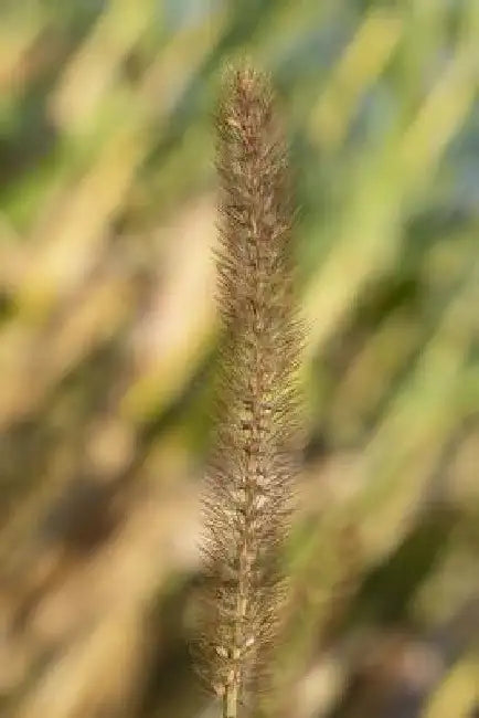 bamboo grass by E. J. A