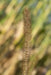 bamboo grass by E. J. A