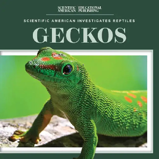 Geckos by Jagger Youssef