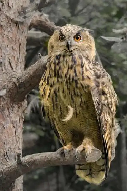 eagle owl by E. J. Aeh