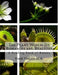 The Plant World: Its Romances and Realities: A Reading Book of Botany by Roger Chambers