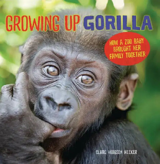 Growing Up Gorilla: How a Zoo Baby Brought Her Family Together by Clare Hodgson Meeker