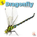 Dragonfly by J. Jean Robertson