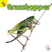 Grasshopper by J. Jean Robertson