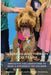 Teachers and Therapy Dog Teams: Innovative Collaborations to Make a Difference for Children by Barbara Vokatis