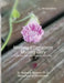 Morning Affirmations Morning Glory by Nathalie Turgeon