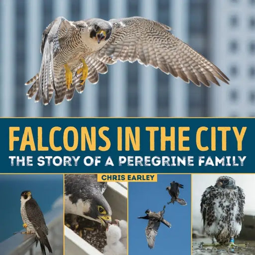 Falcons in the City: The Story of a Peregine Family by Chris Earley, Luke Massey