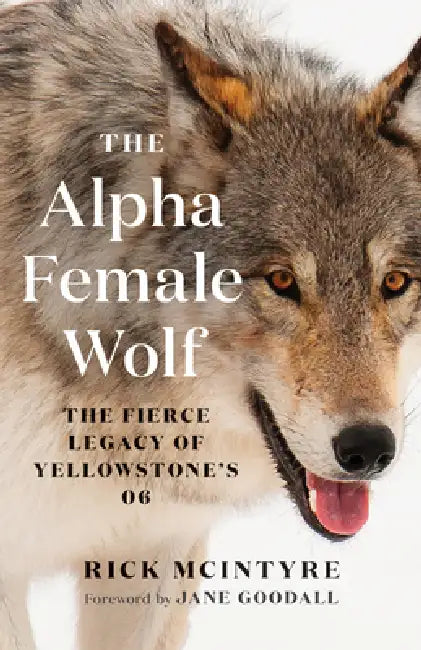 The Alpha Female Wolf: The Fierce Legacy of Yellowstone's 06 by Rick McIntyre, Jane Goodall