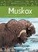 Muskox by Allen Niptanatiak