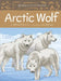 Arctic Wolf by William Flaherty