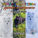 Niños en la Tierra - Aventuras de vida Silvestre - Explora el Mundo Arctic Fox - Iceland by David, Sensei Paul