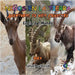 Niños en la Tierra - Aventuras de vida Silvestre - Explora el Mundo Ibex by David, Sensei Paul