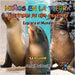 Niños en la Tierra Aventuras de vida Silvestre - Explora el Mundo Sea Lion - Ecuador by David, Sensei Paul