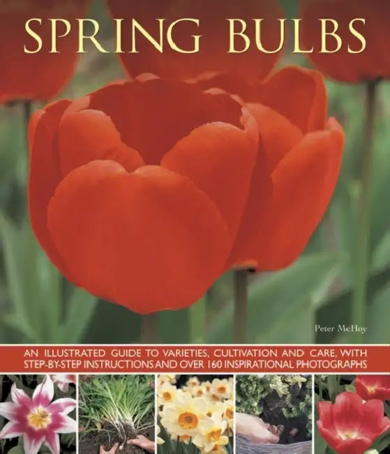 Spring Bulbs by Peter McHoy