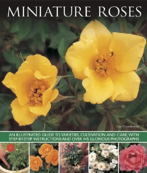 Miniature Roses by Lin Hawthorne