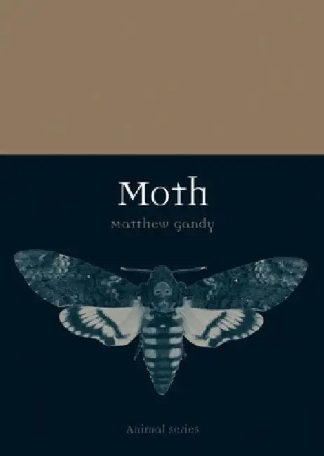 Moth by Matthew Gandy