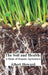 The Soil and Health: A Study of Organic Agriculture by Albert Howard