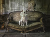 Furbex: A Dog's Life of Urban Exploration by Alice Van Kempen