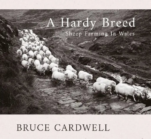 A Hardy Breed: Sheep Farming in Wales by Bruce Cardwell
