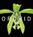 Orchid: Marie Selby Botanical Gardens by David A. Berry