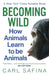 Becoming Wild by Carl Safina