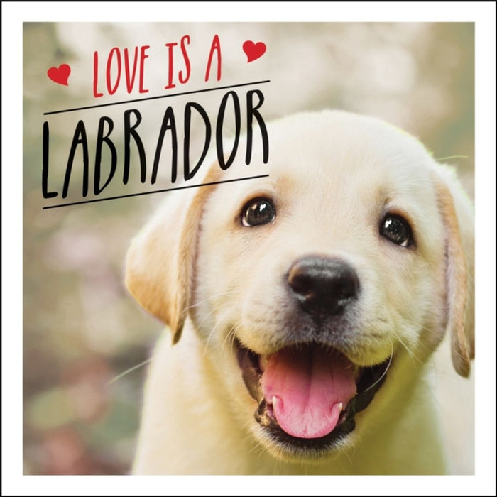 Love Is a Labrador: A Lab-Tastic Celebration of the World's Favourite Dog by Ellis, Charlie