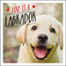 Love Is a Labrador: A Lab-Tastic Celebration of the World's Favourite Dog by Ellis, Charlie