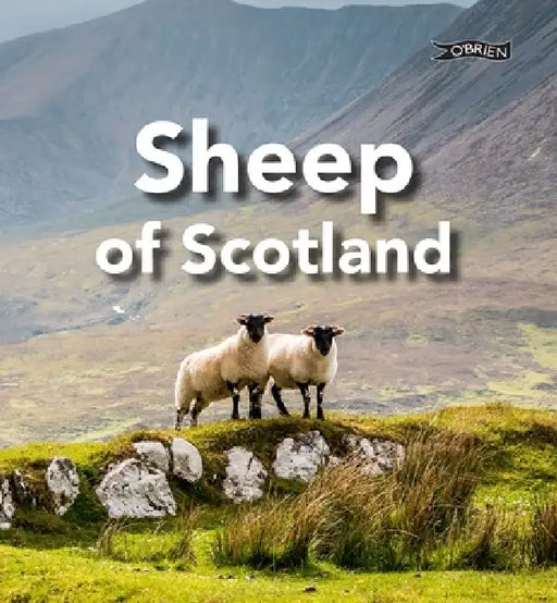 Sheep of Scotland by Sarah O'Connor