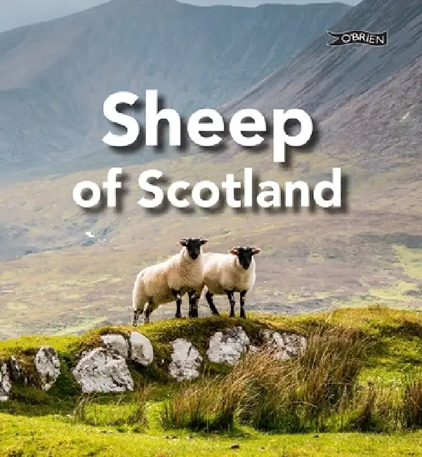 Sheep of Scotland by Sarah O'Connor