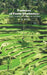 Farmers of Forty Centuries: Permanent Organic Farming in China, Korea, and Japan by F. H. King